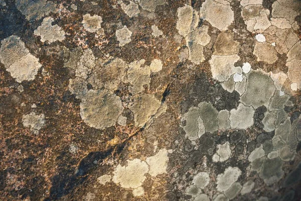 古老的褐色海石 摘要自然规律 图形资源 宏观摄影 概念艺术 纯自然概念 — 图库照片