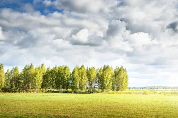 Зеленое Сельское Поле Березовый Лес Заднем Плане Ясное Голубое Небо — стоковое фото