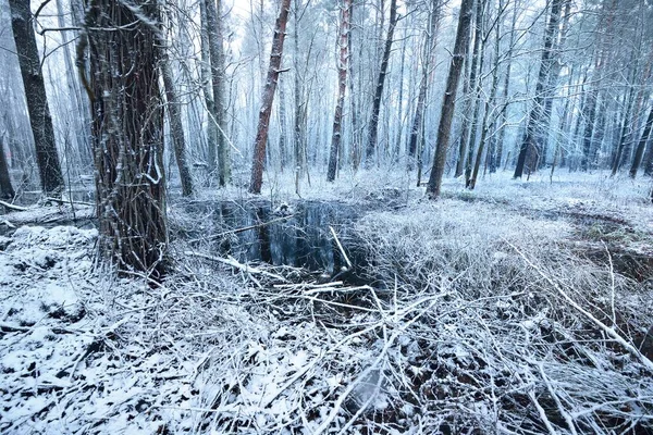 Upp Och Ner Utsikt Över Den Frusna Floden Snötäckt Lövskog — Stockfoto