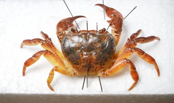 Freshwater river crab Potamon sp. pinned for collection, isolated on white background. Italy. Wildlife, biology, zoology, carcinology, science, education, museum, university, environmental damage