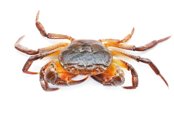 Colorful River Crab Potamon Isolated White Background Extreme Close Zoology — Stock Photo, Image