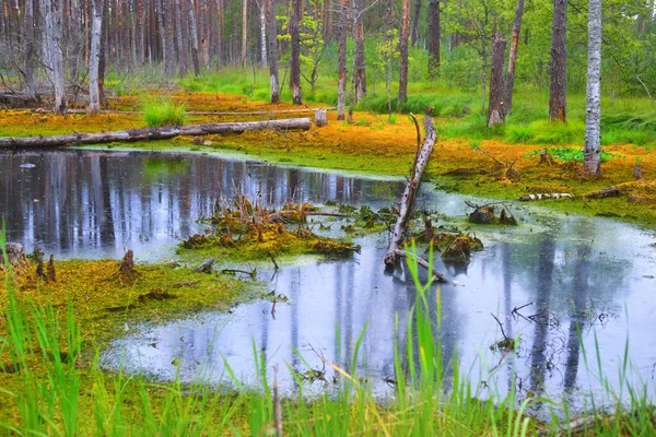 Pequeno Pântano Uma Floresta Pinheiro Musgo Samambaia Plantas Close Reflexões — Fotografia de Stock