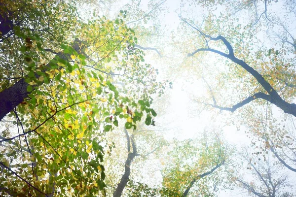 Plan Angle Bas Des Grands Tilleuls Dans Épais Brouillard Matinal — Photo