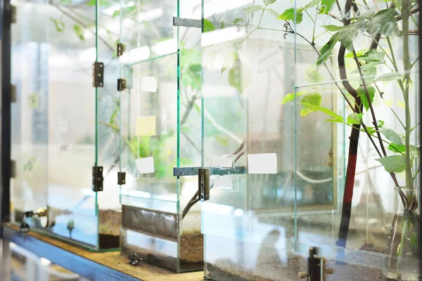 Insectarium Zoo Laboratory Terrarium Shelves Special Equipment Close Research Education — Stock Photo, Image