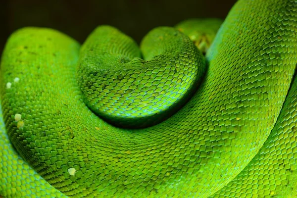 緑の木のパイソン モレリア ヴィリディスの死体がクローズアップされた エストニアのタリン動物園 ヘビの皮 自然な質感 環境保全 野生生物 動物学 遺伝学のテーマ — ストック写真