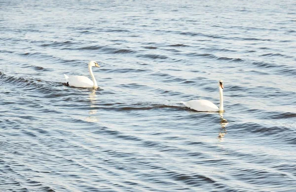 Par Cisnes Blancos Mar Cerca Pájaros Elegantes Naturaleza Vida Silvestre — Foto de Stock