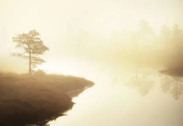 Uma Vista Lago Floresta Pinheiros Uma Névoa Matinal Nascer Sol — Fotografia de Stock