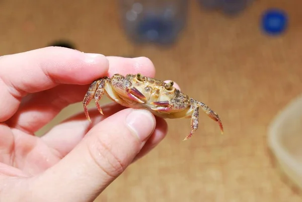 Kepiting Sungai Segar Potamon Tangan Close Italia Kehidupan Liar Biologi — Stok Foto