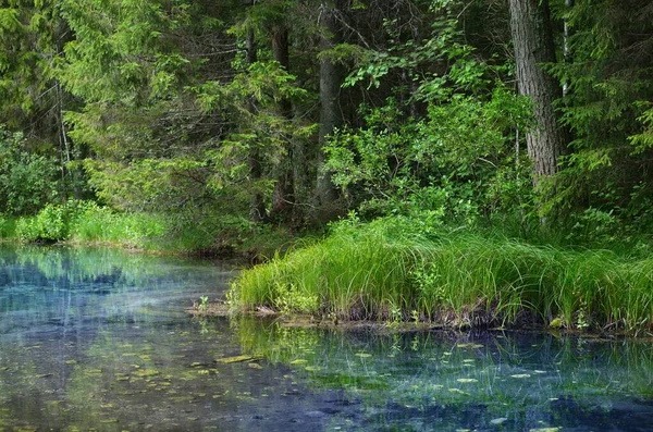 Кришталеве Чисте Блакитне Лісове Озеро Весна Роздуми Над Водою Вічнозелені — стокове фото