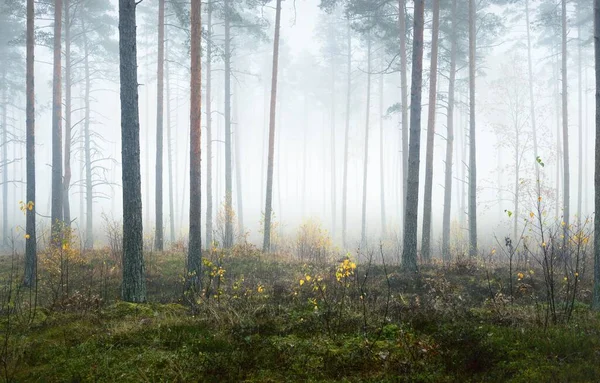 Panoramautsikt Över Den Dimmiga Höstskogen Grönt Gräs Röda Och Orange — Stockfoto