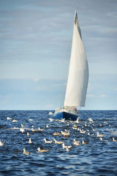 Blue sloop rigged yacht sailing in an open Baltic sea on a clear day, flying seagulls close-up. Riga bay, Latvia. Cruise, sport, recreation, leisure activity concepts