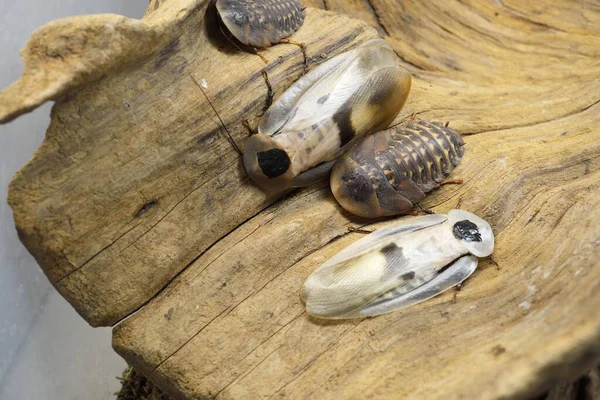 在水族馆里的巨大的蟑螂Blaberus Πteus 背景中的木制纹理 环境保护 野生生物 动物学 昆虫学主题 — 图库照片