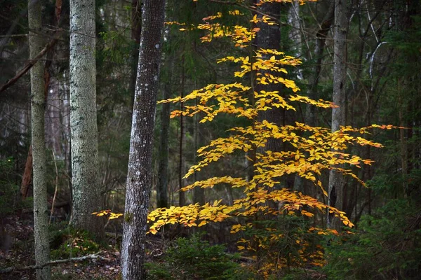 Piccolo Giovane Albero Faggio Dorato Primo Piano Foresta Oscura Paesaggio — Foto Stock