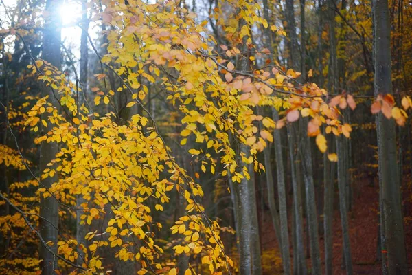 Küçük Altın Bir Kayın Ağacı Yakın Plan Karanlık Orman Peri — Stok fotoğraf