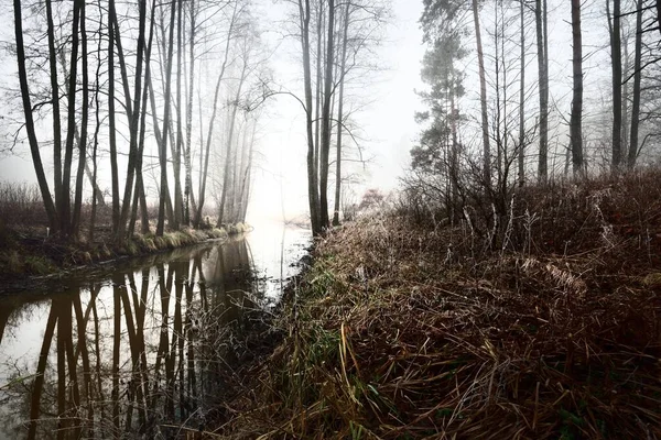 Una Vista Piccolo Fiume Foresta Una Fitta Nebbia Alberi Che — Foto Stock