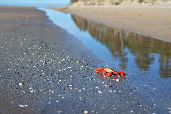 Colorido Cangrejo Juguete Rojo Una Playa Arena Primer Plano Mar — Foto de Stock