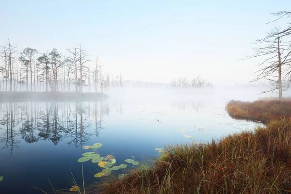 Lac Forestier Marécageux Dans Épais Brouillard Mystérieux Lever Soleil Cenas — Photo