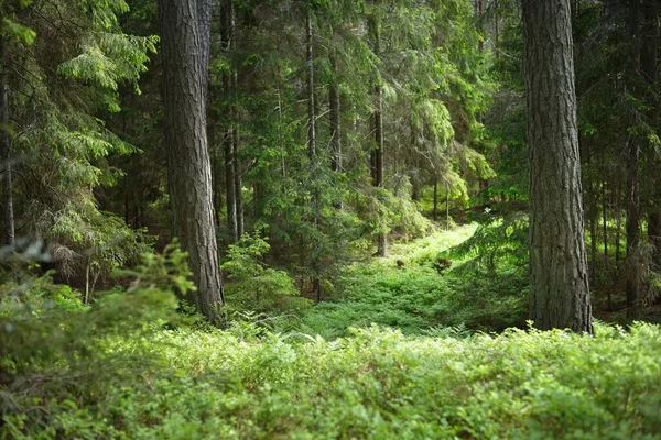 Bosco Misto Verde Conifere Vicino Alla Riva Primo Piano Isola — Foto Stock