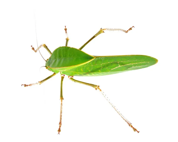 Unikalny Ogromny Zielony Konik Polny Tettigoniidae Siliquofera Grandis Izolowany Białym — Zdjęcie stockowe
