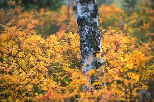 Velho Tronco Bétula Fecha Letónia Piso Florestal Folhas Douradas Borradas — Fotografia de Stock