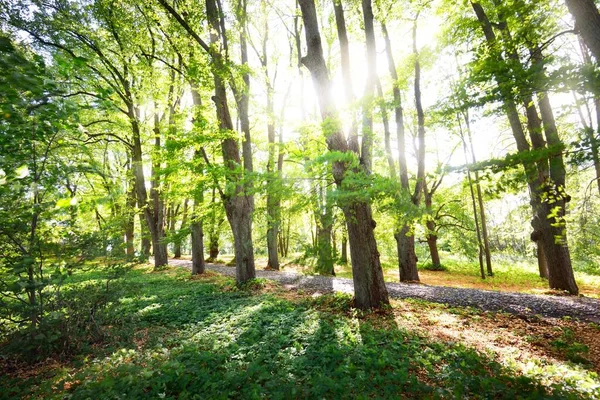 在晴朗的夏日 靠近自行车道的绿色草地和高大的绿树 阳光穿过树干 阴影笼罩在地面 环境保护 娱乐主题 拉脱维亚里加 — 图库照片
