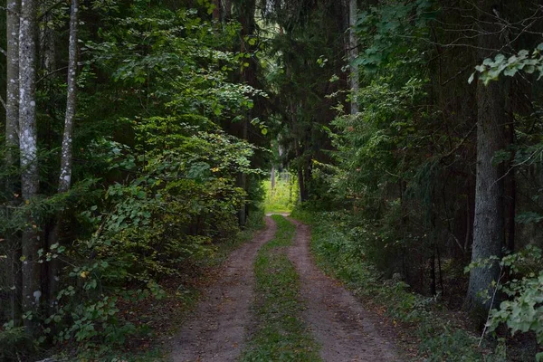 単車線の田舎道と背の高い緑の木のアーチ 幹を通して日光 妖精の夏の風景 牧歌的な森のシーン ラトビア — ストック写真