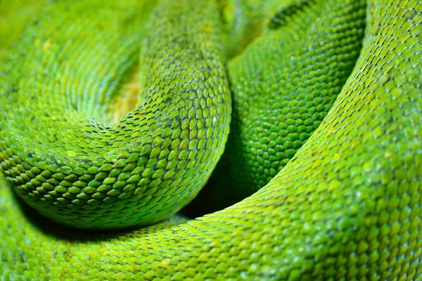 Cuerpo Del Árbol Verde Python Morelia Viridis Primer Plano Zoológico — Foto de Stock