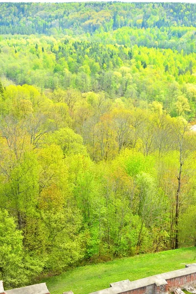 Lumineuse Forêt Printanière Verte Dans Parc National Gauja Vue Aérienne — Photo