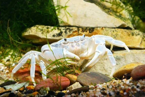 Albino River Crab Potamon Natural Environment Extreme Close Claw Zoology — Stock Photo, Image
