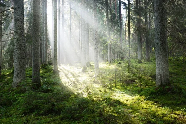 日出时 阳光穿过针叶树树干 晨雾中的常青森林 年轻的冷杉和高大的松树 Idyllic景观 芬兰的环境保护 — 图库照片