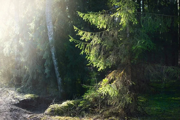 古い苔むしたトウヒのクローズアップ 針葉樹林の木の幹を通して太陽光線 地面に影 暗い風景 早春だ フィンランド — ストック写真