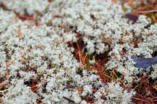 Suelo Colorido Del Bosque Líquenes Musgo Hierba Otras Plantas Diferentes — Foto de Stock