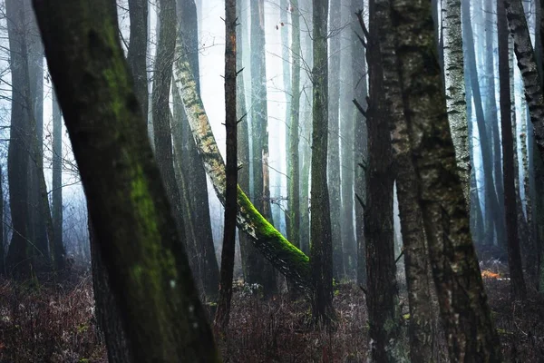 Old Mossy Birch Trees Silhouettes Thick Morning Fog Light Flowing — Stock Photo, Image