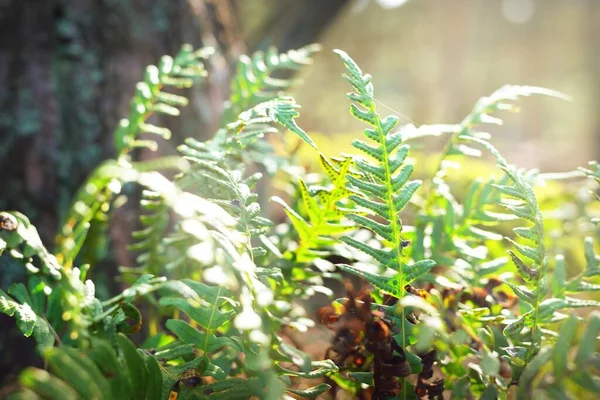 Strahlend Grüne Junge Farnblätter Aus Nächster Nähe Alter Baum Hintergrund — Stockfoto