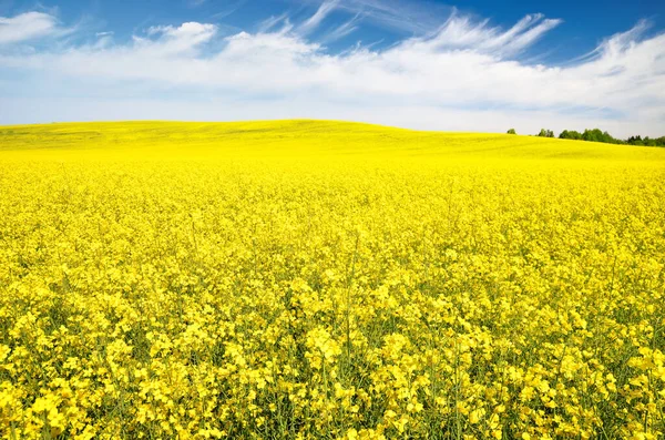 Champ Colza Fleurs Ciel Bleu Clair Avec Des Nuages Brillants — Photo