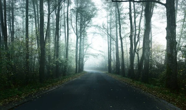 Empty Country Road Sharp Turn Deciduous Trees Morning Fog Dark — Stock Photo, Image