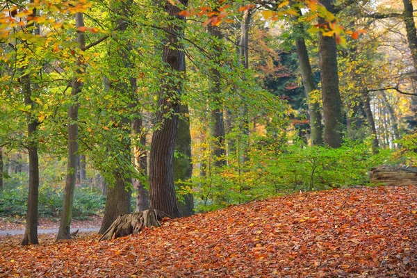 Nahaufnahme Mächtiger Uralter Goldener Laubbäume Nachtegalen Park Sonnenstrahlen Durch Die — Stockfoto