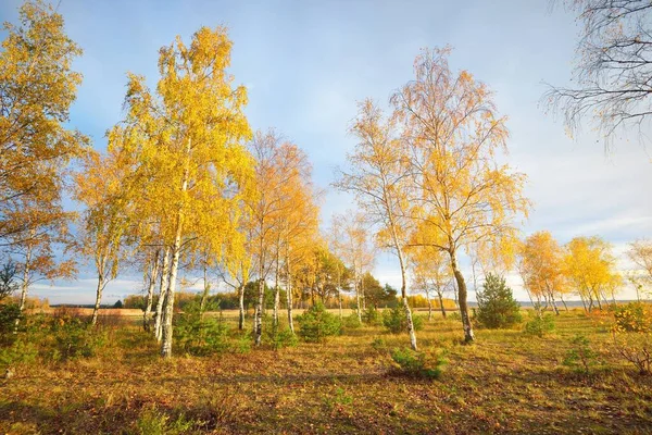 Goldene Birken Junge Tannen Und Ein Feld Unter Strahlend Blauem — Stockfoto