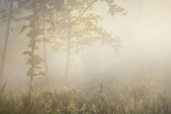 Μυστηριώδες Αειθαλές Δάσος Την Αυγή Χρυσό Φως Ηλιαχτίδες Ομίχλη Ομίχλη — Φωτογραφία Αρχείου