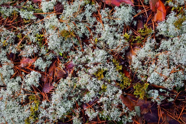 Kolorowe Podłogi Leśne Porostów Mech Trawy Innych Różnych Roślin Tekstury — Zdjęcie stockowe