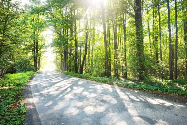 晴朗的天气里 一条乡间柏油路穿过落叶的夏季森林 阳光穿过树干 阴影笼罩在地面 环境保护 娱乐主题 拉脱维亚 — 图库照片