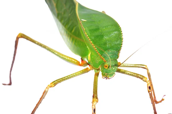ユニークな巨大な緑のバッタ Tettigoniidae 白い背景に隔離されたSilquoferaグランディス クローズアップ オーストラリア ニューギニアの昆虫保護 昆虫学 環境保護学 — ストック写真