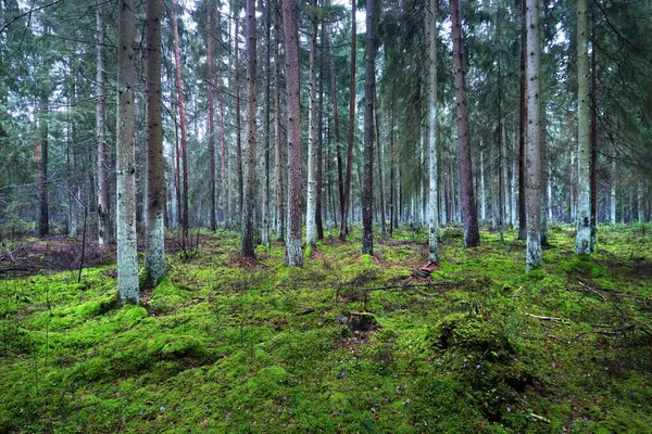 Θέα Στο Ομιχλώδες Αειθαλές Δάσος Αρχαίοι Ψηλοί Κορμοί Πεύκου Από — Φωτογραφία Αρχείου