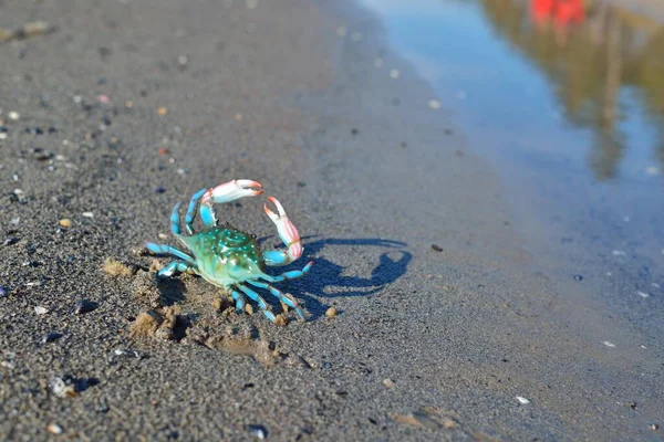 Kleurrijke Groene Speelgoedkrab Een Zandstrand Close Oostzee Letland Jeugd Educatief — Stockfoto