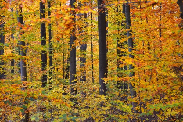 Die Wand Aus Bunten Buchen Baumstämme Großaufnahme Idyllische Märchenhafte Herbstlandschaft — Stockfoto