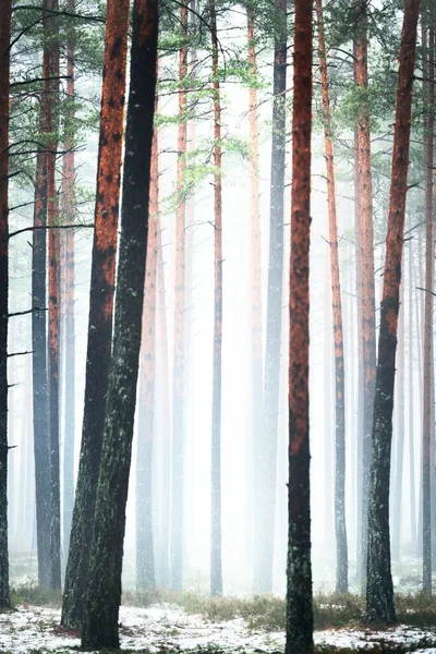 Primeira Neve Nebulosa Floresta Outono Grama Verde Altos Troncos Pinheiros — Fotografia de Stock