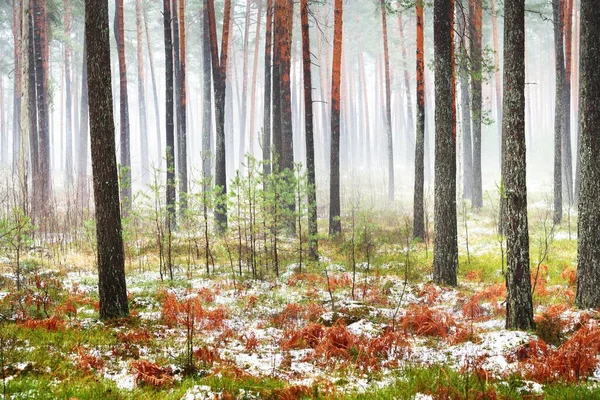 First Snow Misty Autumn Forest Green Grass Red Orange Leaves — Stock Photo, Image