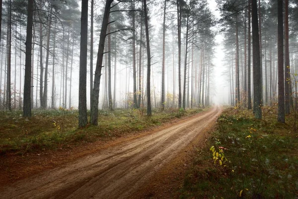 Route Rurale Voie Unique Sentier Travers Forêt Pins Dans Une — Photo