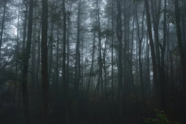 Grandes Silhouettes Arbres Dans Épais Brouillard Matinal Lumière Qui Coule — Photo