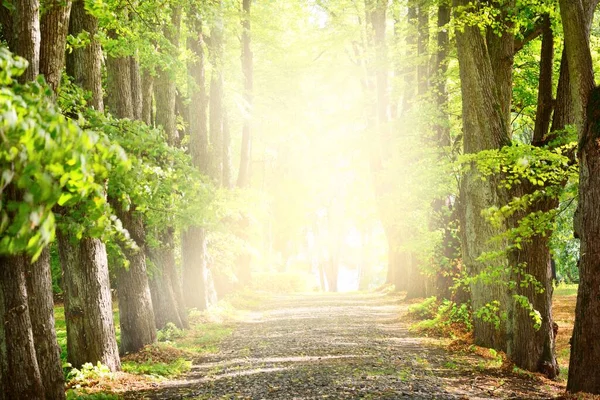 Eenbaans Landelijk Grindpad Door Hoge Groene Lindenbomen Het Zonlicht Stroomt — Stockfoto